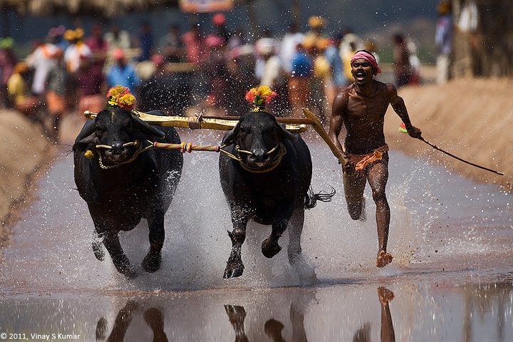 ಕಂಬಳಕ್ಕೆ ಕ್ರೀಡಾ ಇಲಾಖೆ ಮಾನ್ಯತೆ ಕೊಡಲು ಯಾವಾಗ ಮನಸ್ಸು ಮಾಡಲಿದೆ ?